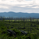 British Columbia (Redstone)