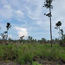 Florida